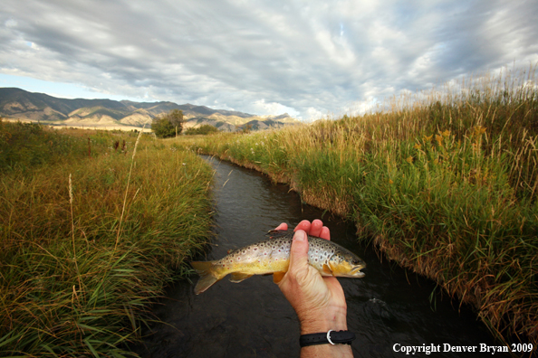 Flyfisherman with brown trout