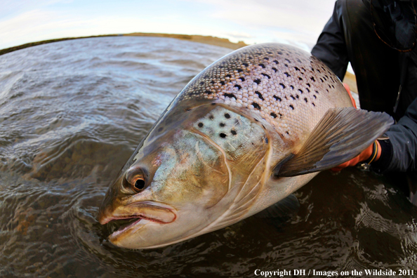 Flyfisherman with large Brown trout.