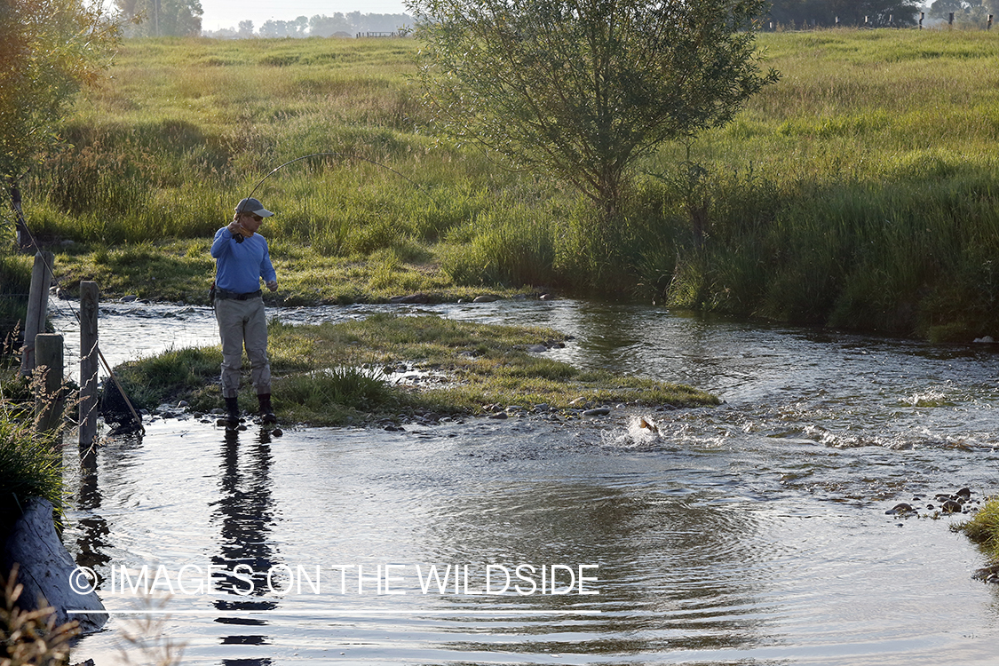 Fisherman fighting jumping brown trout.