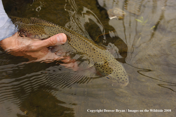 Rainbow Trout underwater