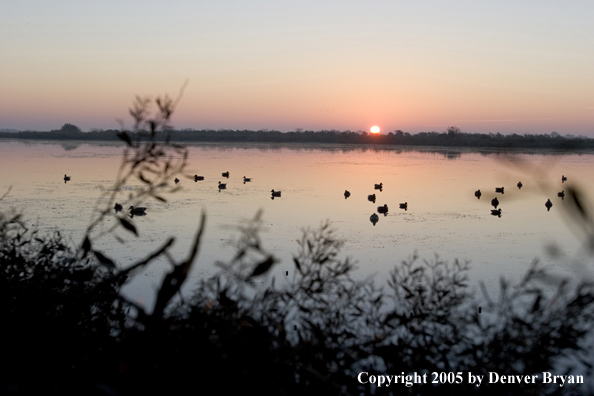 Waterfowl hunter with Labrador Retriever setting decoys on water.