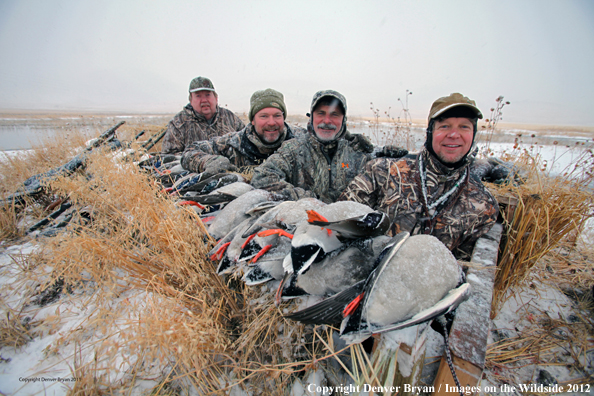 Duck hunters with mallards in field. 