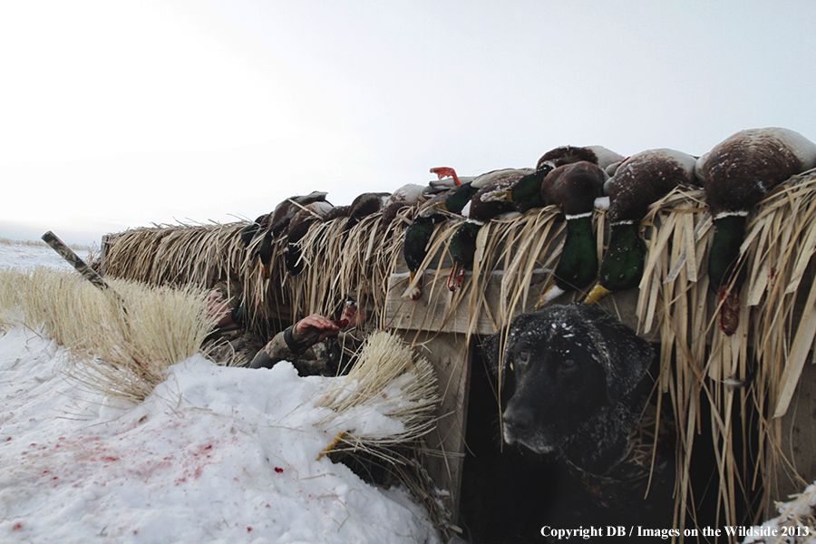 Waterfowl hunters in blind in field.