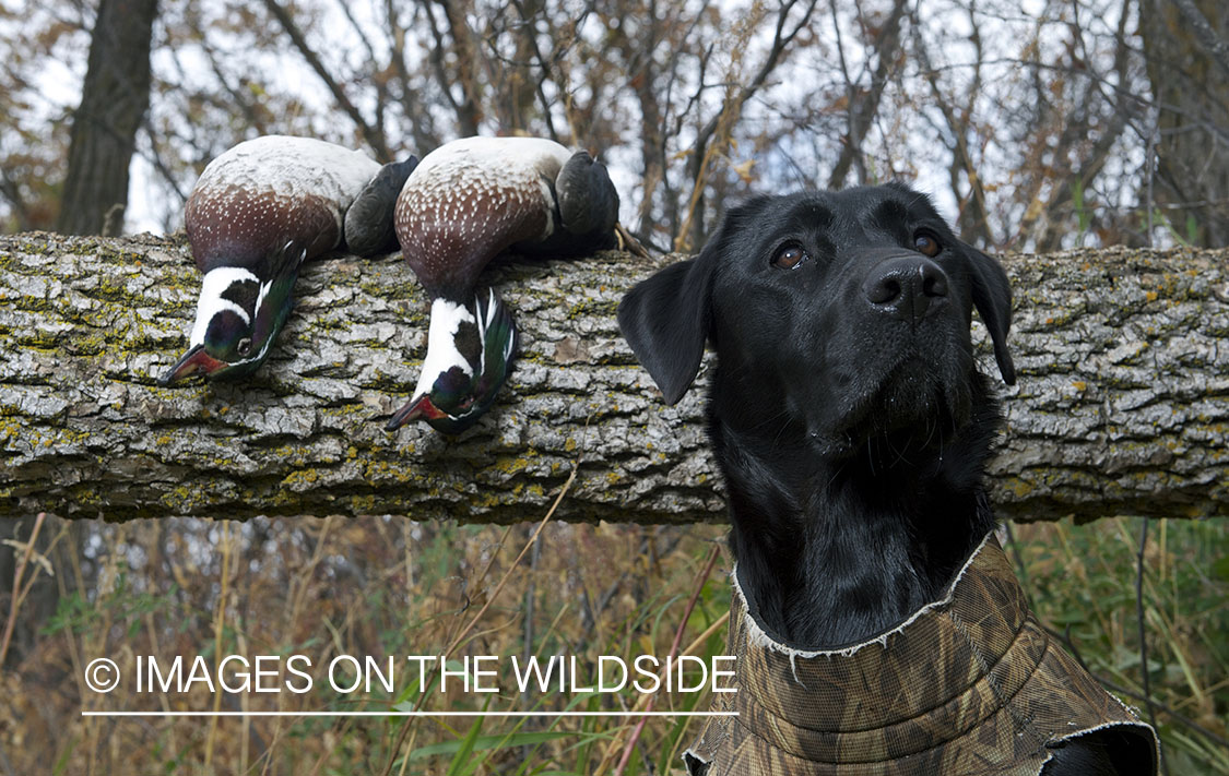 Black labrador retriever with downed wood ducks.