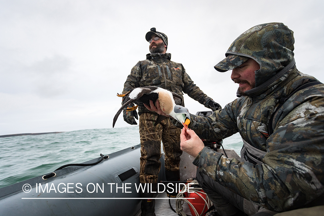 King Eider and Long-tailed duck hunting in Alaska, hunter with downed King Eider.