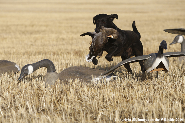 Labrador Retriever Hunting White-Fronted Goose