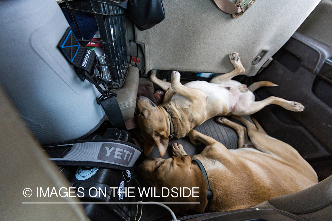 Labs laying in back seat of truck. 