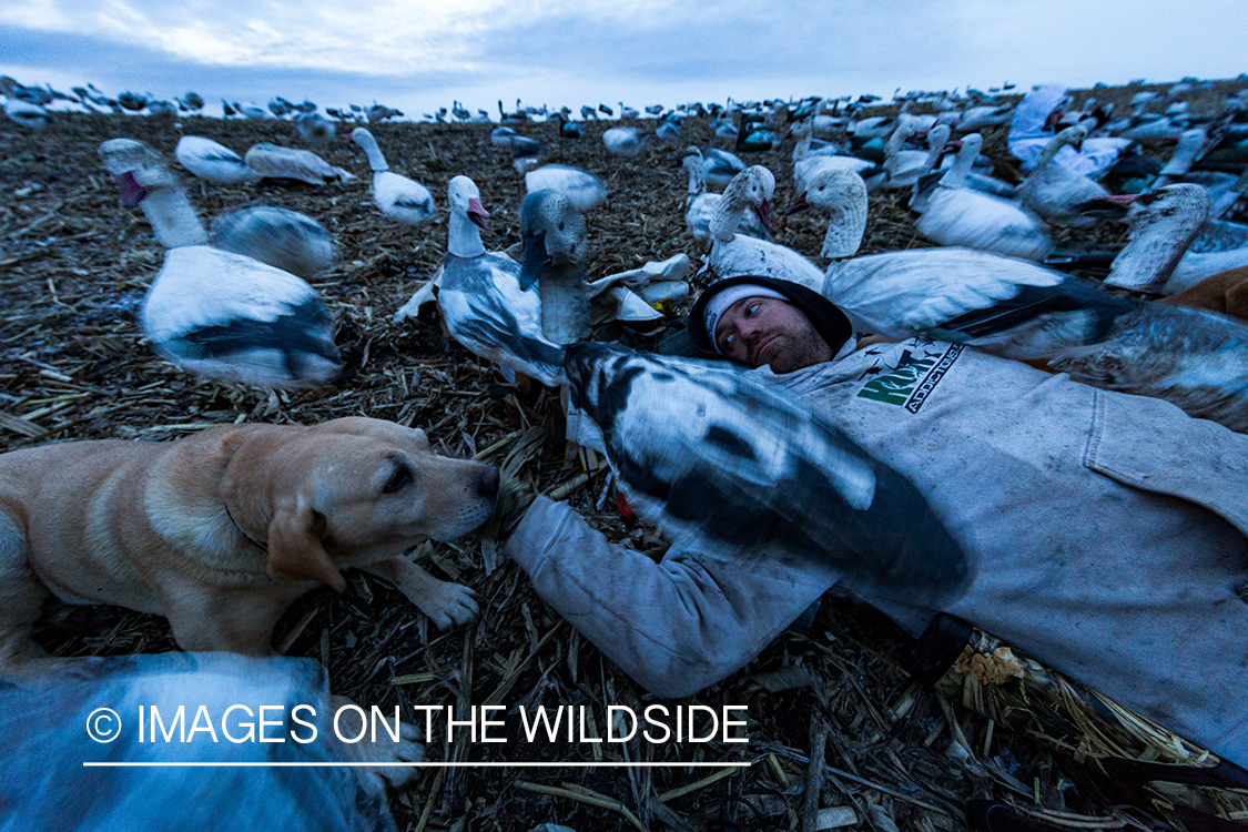 Hunter in field with dog and decoys. 