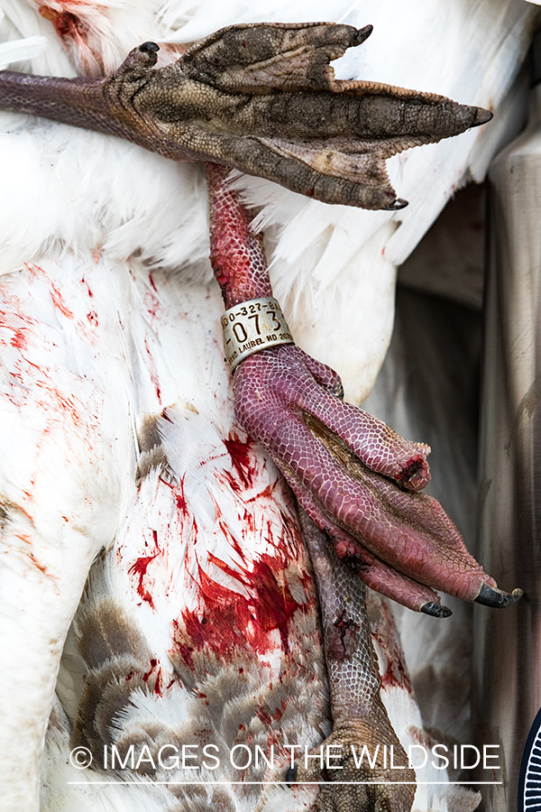 Band on leg of bagged goose. 