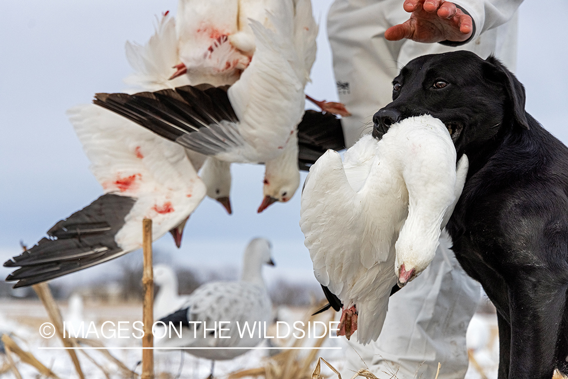 Hunter with bagged snow goose.