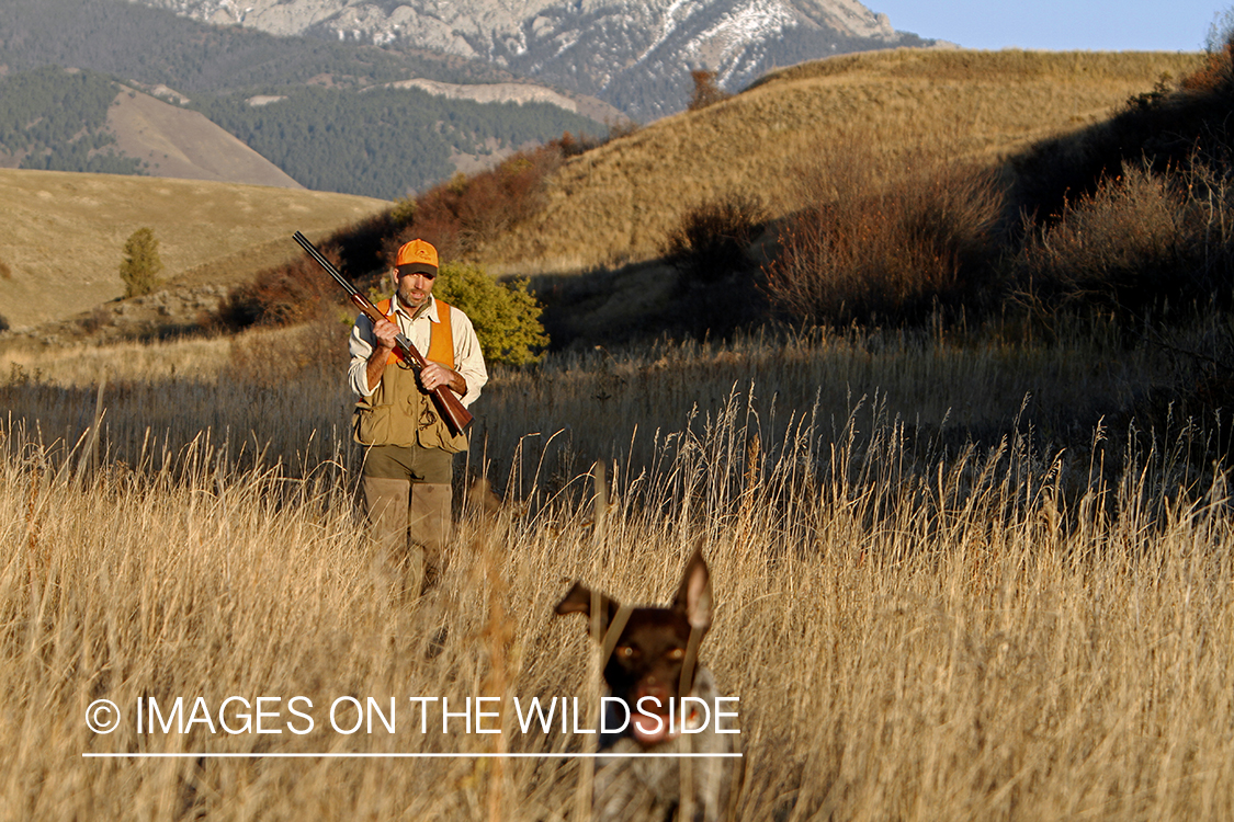 Upland game bird hunter in field with Griffon Pointer.