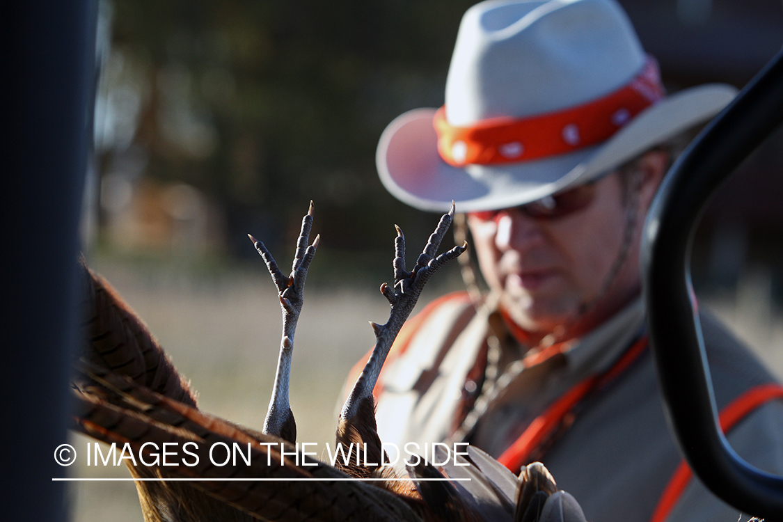 Upland game bird hunter in field with bagged pheasant.