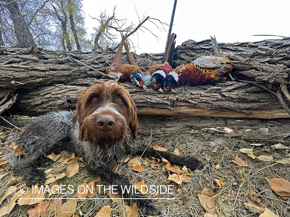 Wirehaired Pointing Griffon with bagged pheasants.