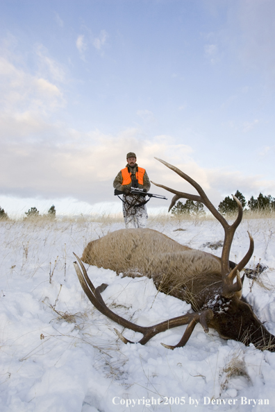 Elk hunter approaching downed elk.