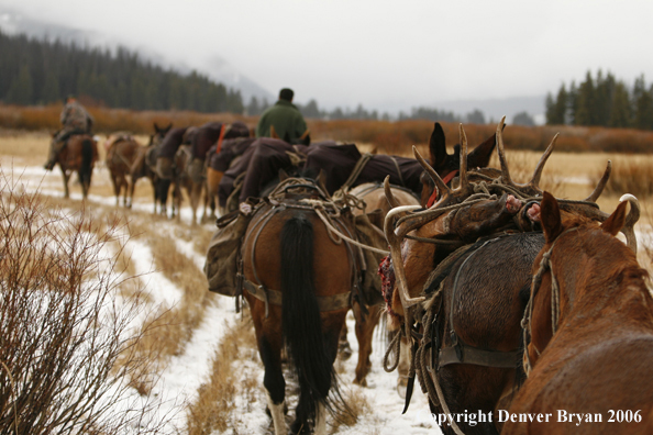 Elk hunters with bagged elk in horse packstring.  