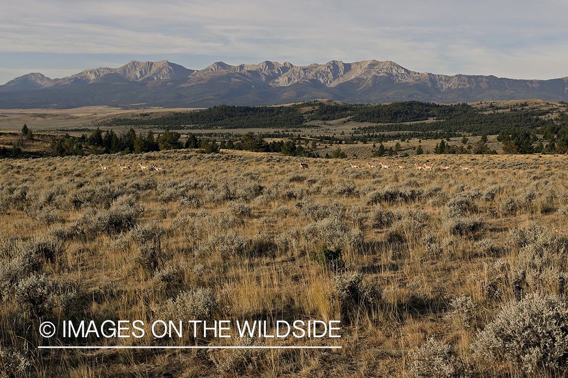 Pronghorn antelope on plains of the Rockies.