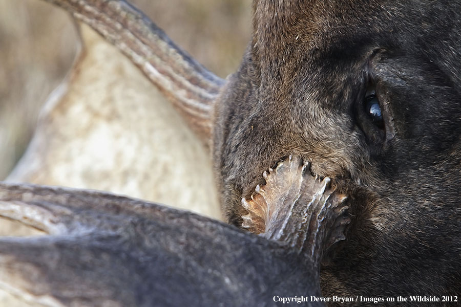 Close-up of downed bull moose.