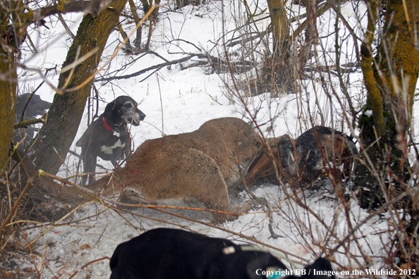 Mountain lion attacking hunting dog. 