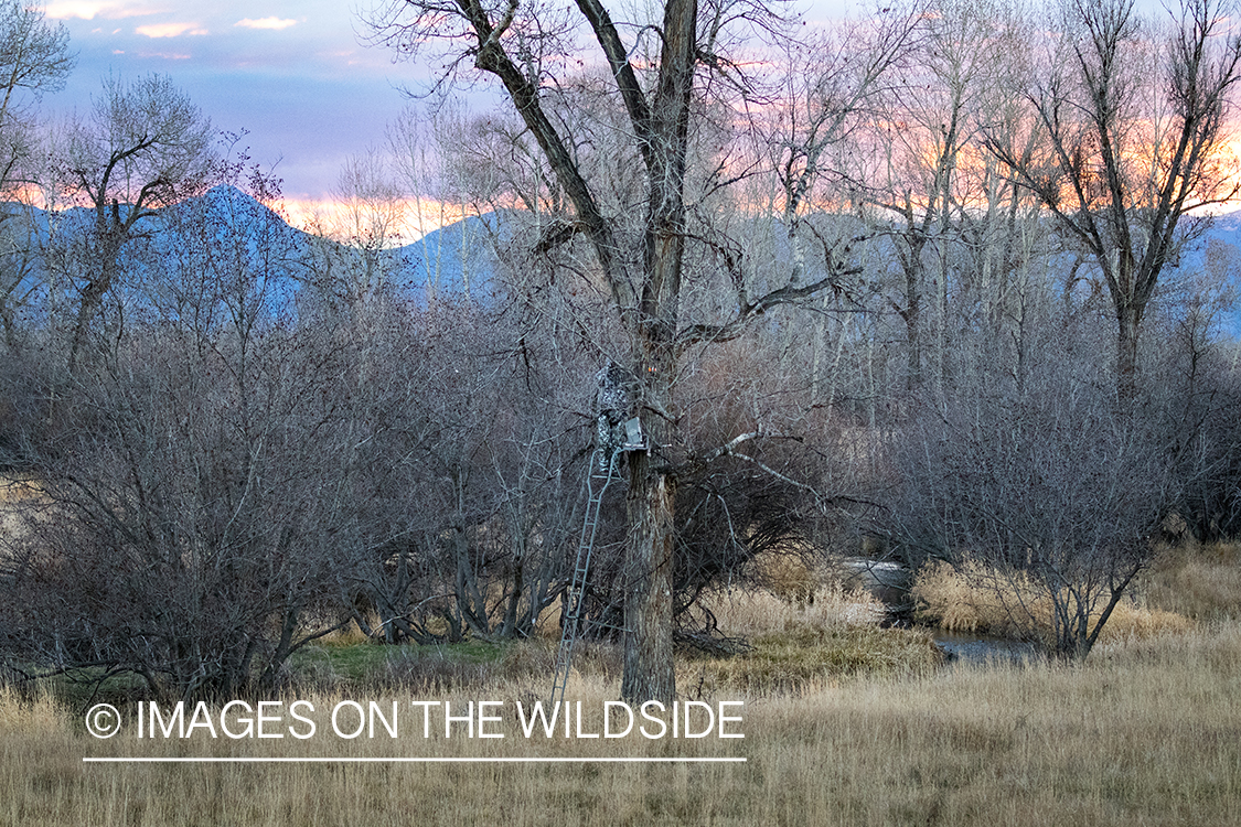 Bow hunter in tree stand glassing for white-tailed deer.