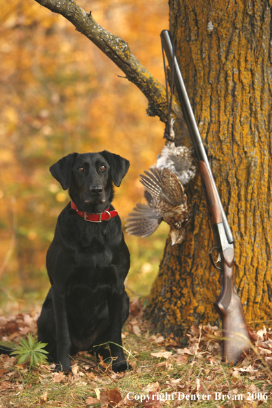 Black Labrador Retriever with bagged grouse and gun in woods