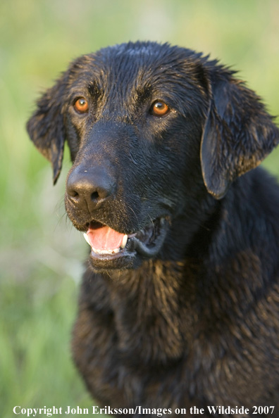 Black Labrador Retriever