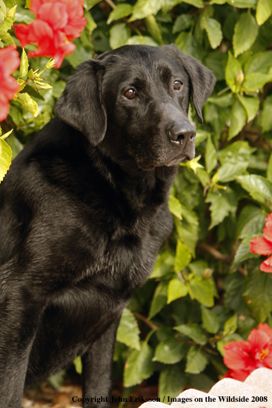 Black Labrador Retriever 