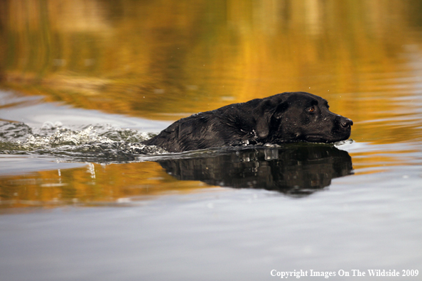 Black Labrador Retriever