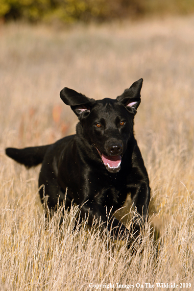 Black Labrador Retriever