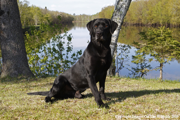 Black Labrador Retriever in field