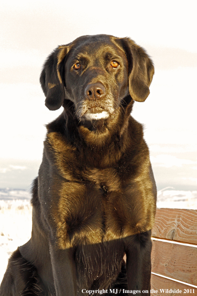 Black Labrador Retriever in winter. 