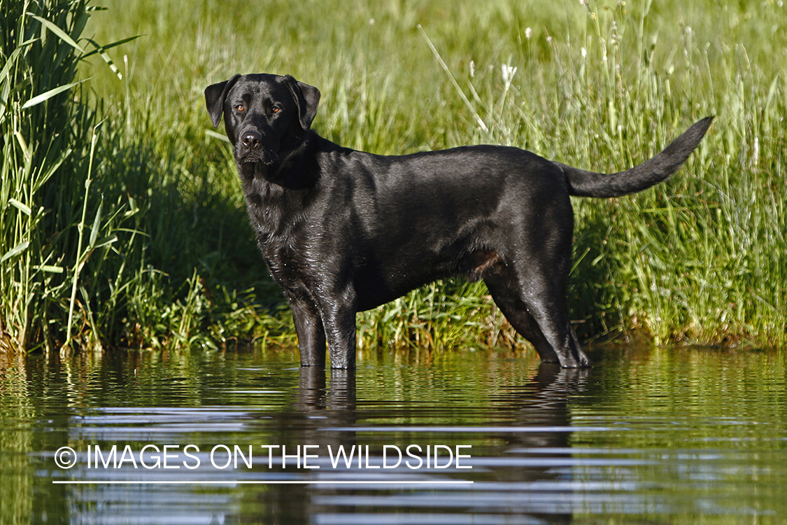 Black Labrador Retriever