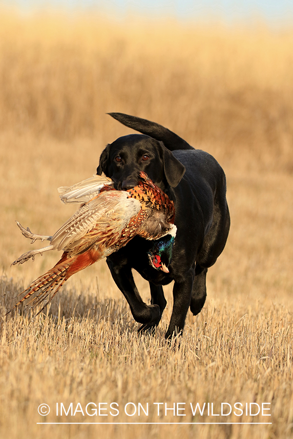 Black Lab retrieving pheasant.