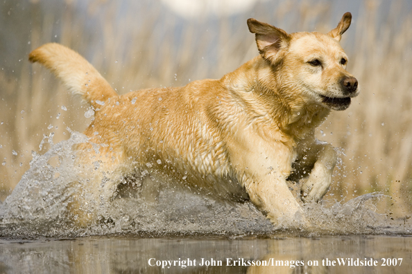 Yellow Labrador Retriever