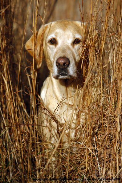 Yellow Labrador Retriever in field