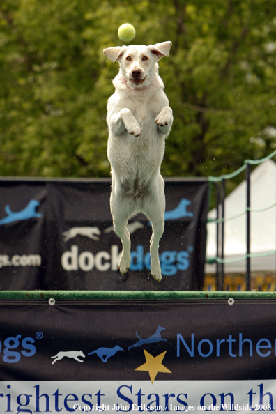 Yellow Labrador Retriever leaping