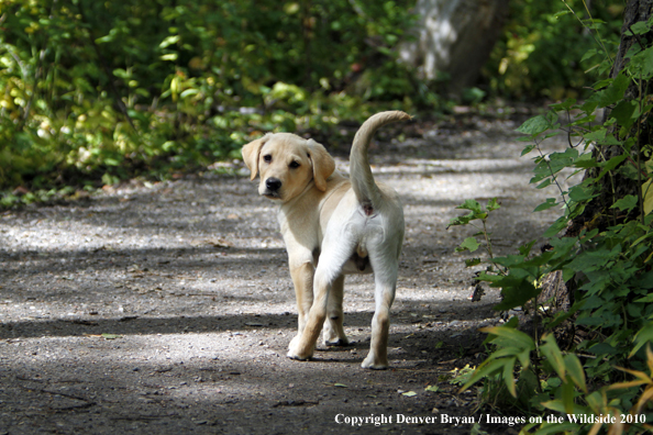 Yellow Labrador Retriever Puppy 