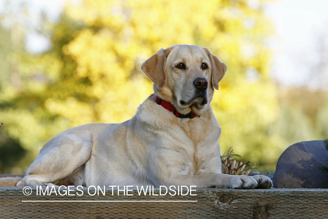 Yellow Labrador Retriever sitting by shrubs.