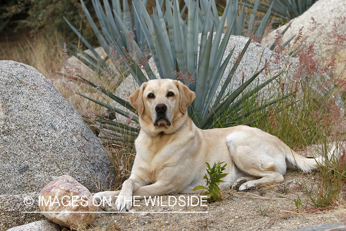 Yellow lab outside.