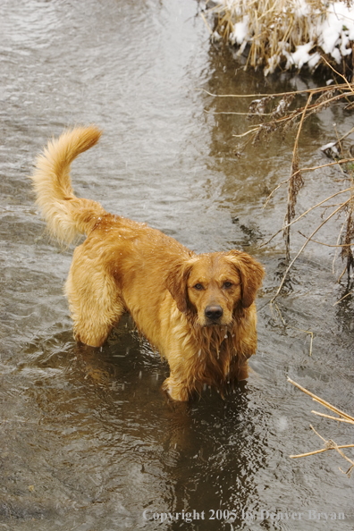 Golden Retriever in stream.