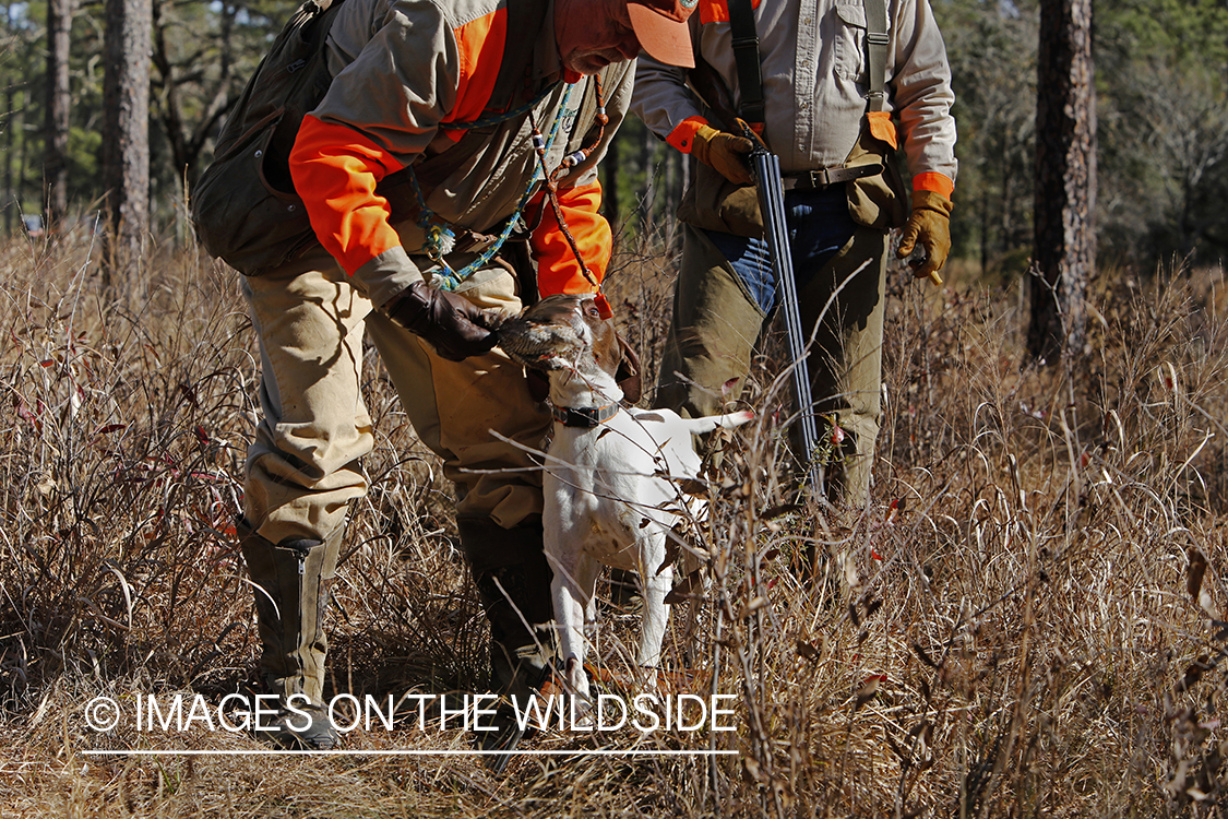 English pointer retrieving bagged bobwhite quail.