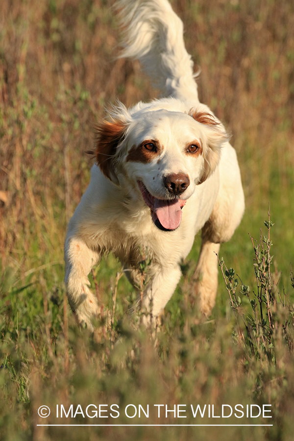 English Setter in field.