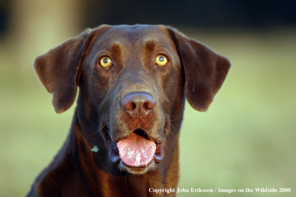 Chocolate Labrador Retriever in field