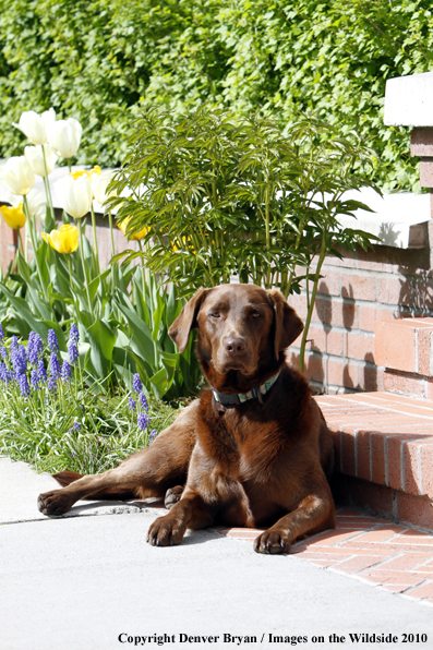 Chocolate Labrador Retriever