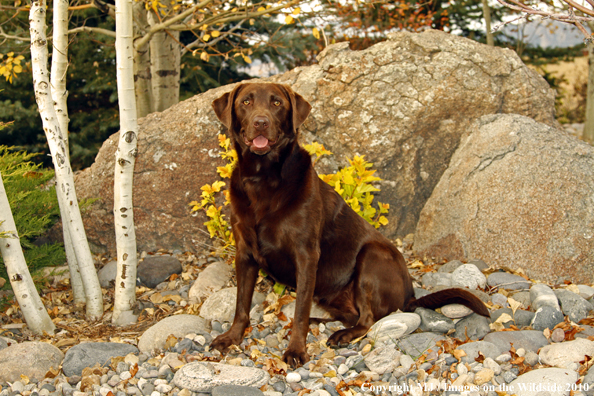 Chocolate Labrador Retriever