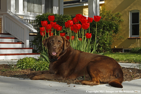 Chocolate Labrador Retriever.