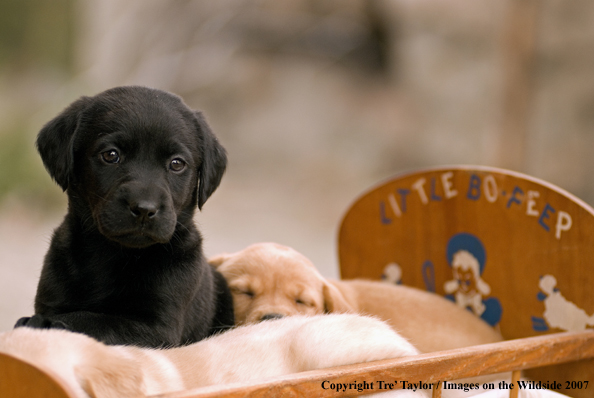 Labrador Puppies