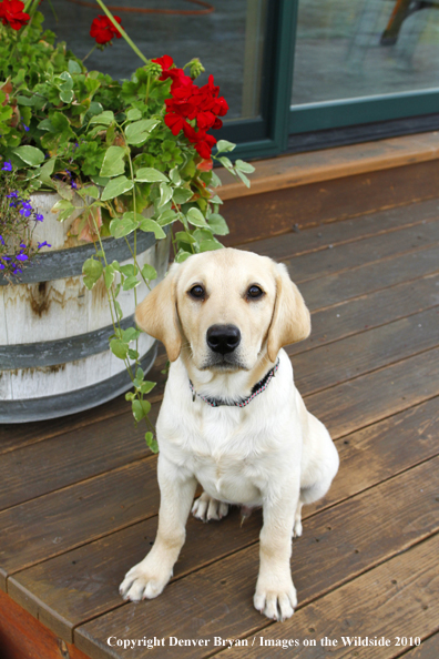 Yellow Labrador Retriever Puppy