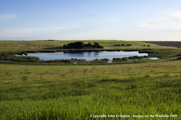 Wetlands 