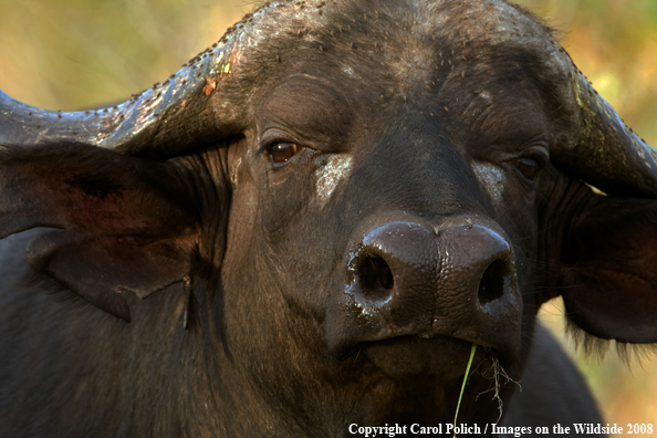 African Cape Buffalo in habitat