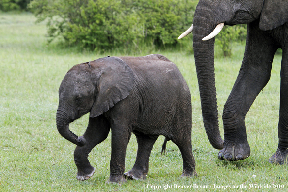 African Elephant (calf with cow)